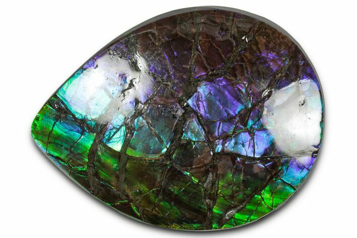 Iridescent Ammolite (Fossil Ammonite Shell) - Purples & Blues #350364